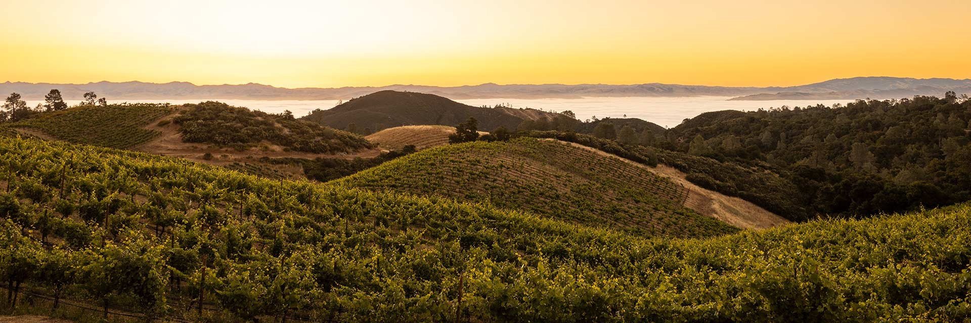 Mt. Harlan Estate Vineyard Loactions, California | Calera Wine Company