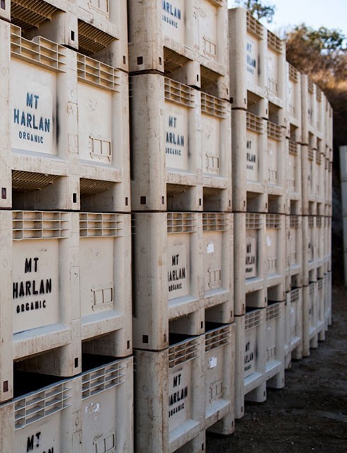 grape bins