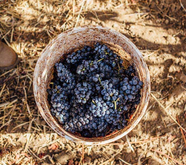 Pinot Noir grapes