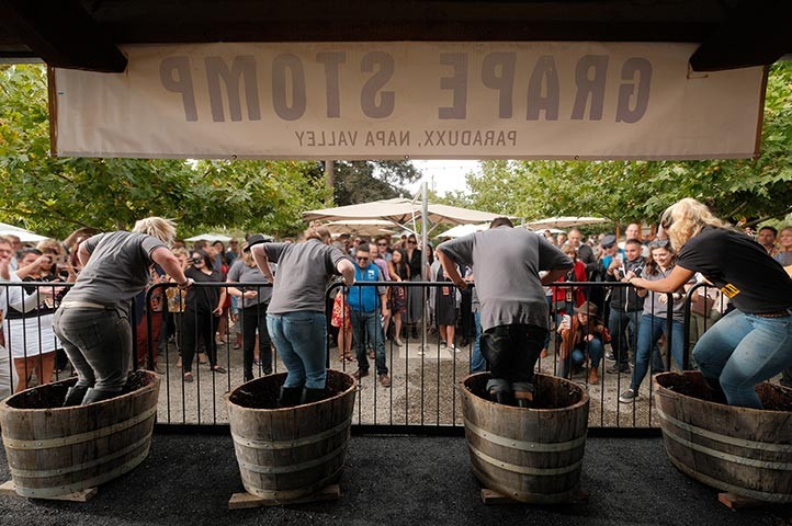 Napa Valley fall annual grape stomp competition and concert at Paraduxx