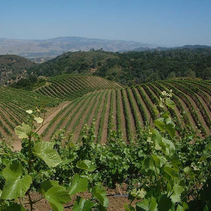 Spring photo of Jensen Vineyard